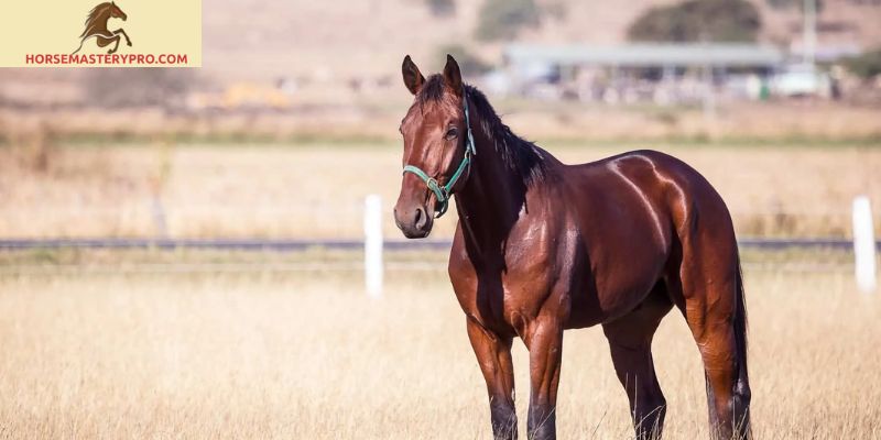 Horse Health Declaration and Waybill
