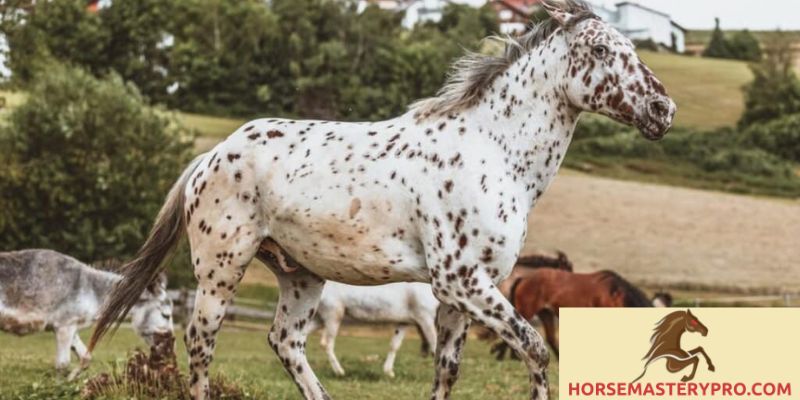 20 Hand Horse Breeds: Discover the Majesty of These Unique Equines