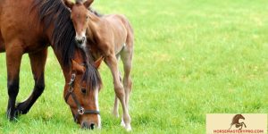 Exploring the Intricacies of the Reproductive Behavior of a Horse
