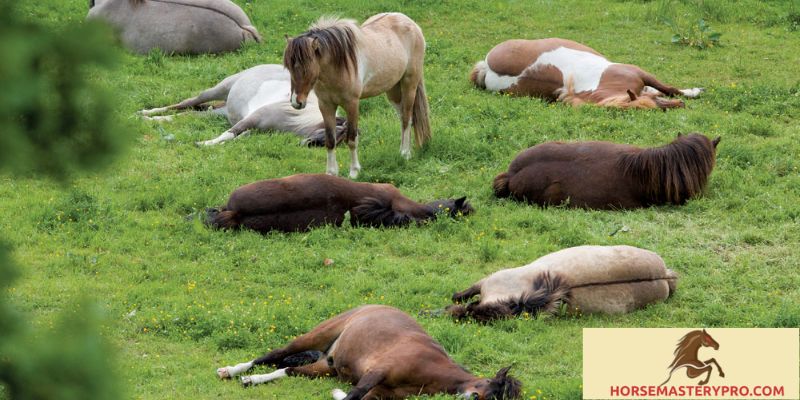Exploring Horse Sleep Positions and Postures