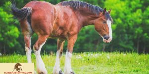 Clydesdale Horse Behavior: Understanding the Essence of these Majestic Creatures