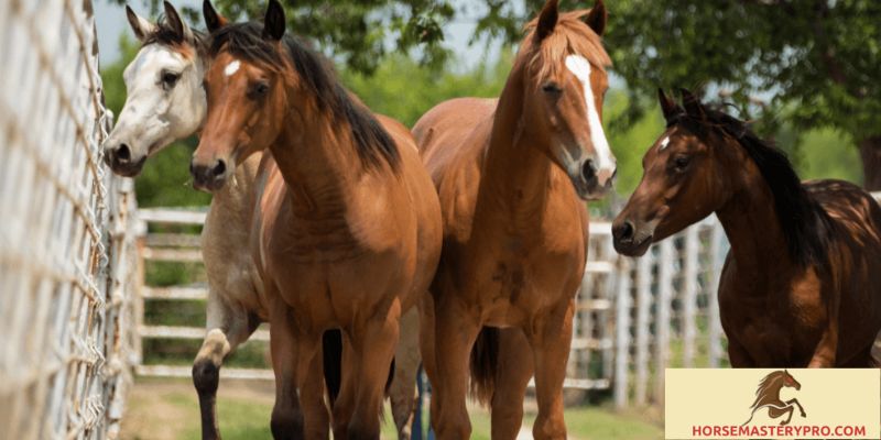 Horse Health for Sale: Ensuring Optimal Well-being for Your Equine Partner