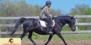 Gaited Horse Training: Unlock the Graceful Journey