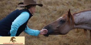 Horse Training Natural Horsemanship: Unlocking the True Potential of Your Equine Partner