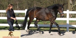 Correcting Bad Horse Behavior: Ensuring Harmony and Trust
