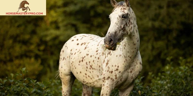 Horse Breeds with Spots