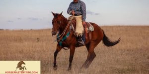 Quarter Horse Training: Unlocking the Potential of Horse and Rider