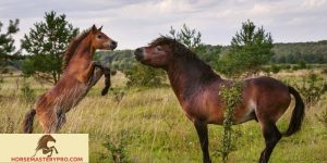 Horse Play Behavior: Unleashing the Joyful Spirit of Equines