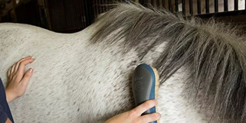 Horse Grooming Brush Sets