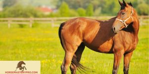 Horse Behavior When in Heat: Understanding the Intricacies