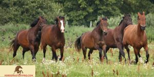 Unveiling the Enigmatic Rich Strike Horse Behavior: Decode Equine Studies' Missing Link