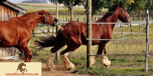 Horse Riggy Behaviour: Understanding the Causes and Significance