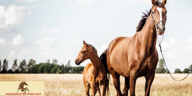 Cranky Horse Behavior: Understanding and Addressing the Challenges