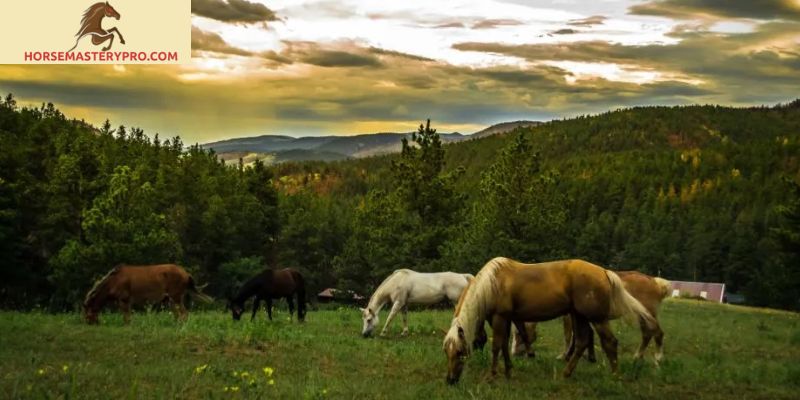 Horse Breeds Used in Yellowstone