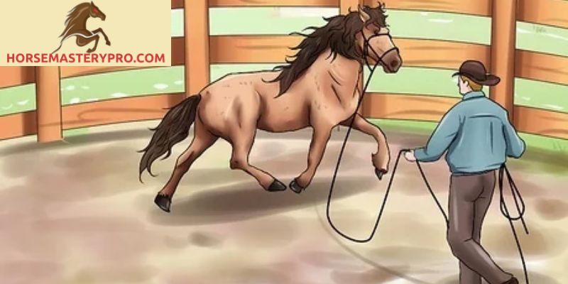 Head Shy Horse Training: Building Trust and Confidence