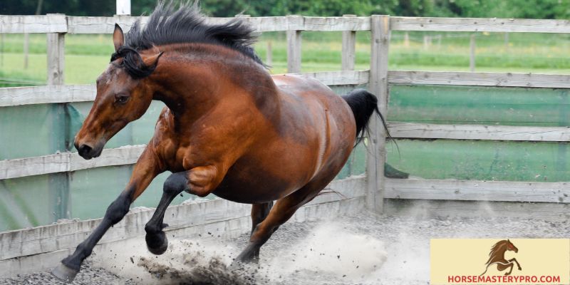 Late Gelded Horse Behavior: Understanding and Managing Behavioral Changes