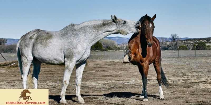 Understanding Horse Behavior Biting: A Key to Harmonious Equine Interaction