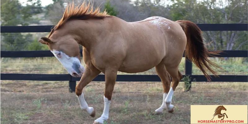 Equine Behavior Bolting: Understanding and Addressing this Critical Issue