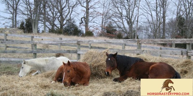 Observations and Research on Horse Sleep