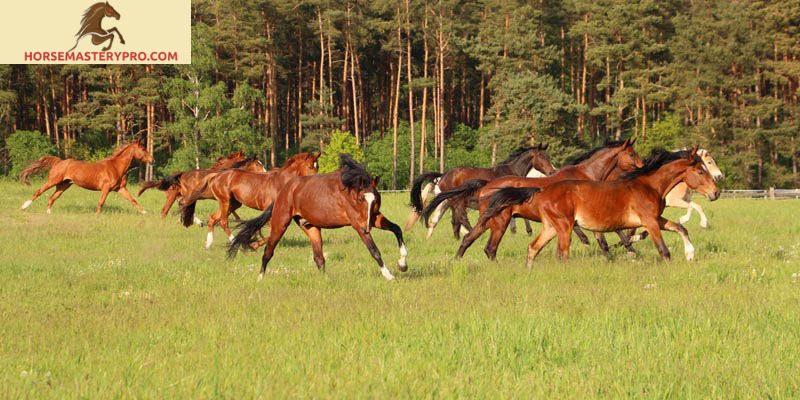 Horse Breeding for Beginners