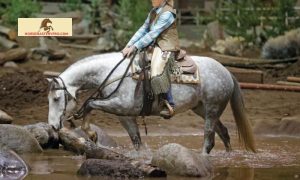 Mountain Trail Horse Competition: Conquering Nature's Obstacle Course