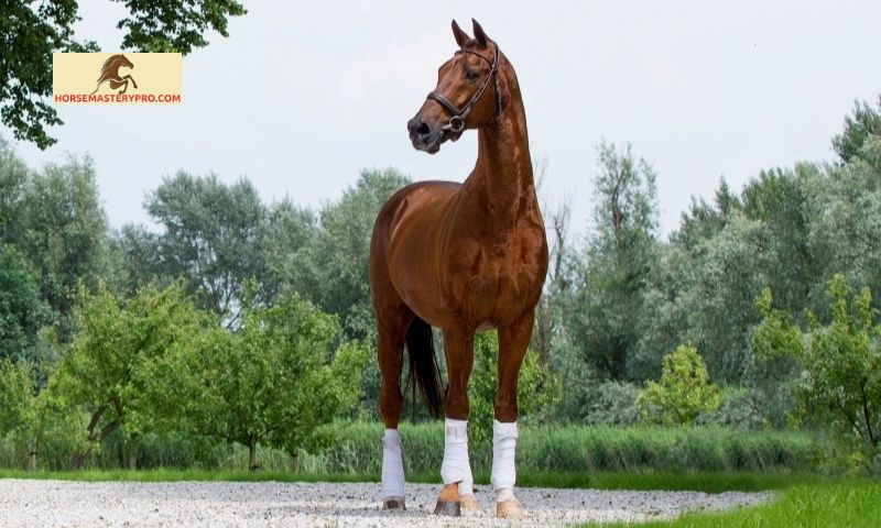 Horse Breeding Values: Unlocking the Key to Genetic Excellence