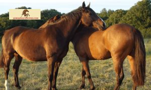 Horse Grooming Rates: Unlocking the Beauty Within