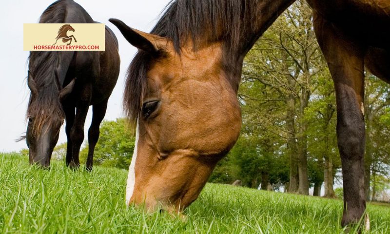 Factors Influencing Horse Grooming Rates