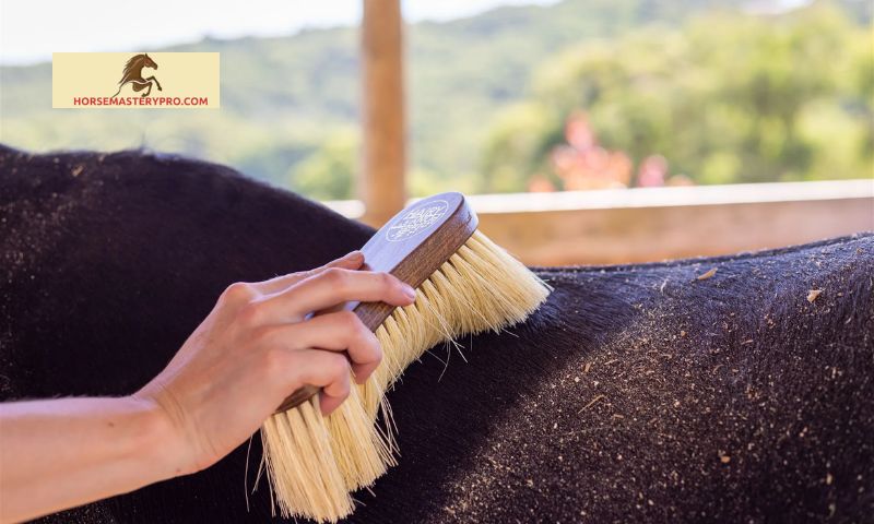Understanding Horse Grooming Flick Brushes