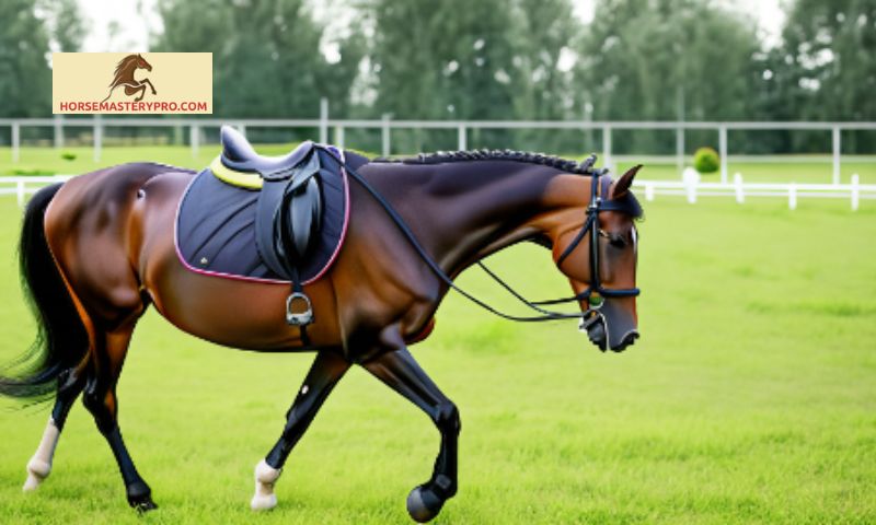 Training and Conditioning for Sport Horse Lifestyle
