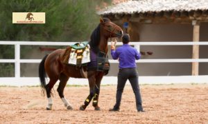 Charro Horse Training: Embracing Tradition for Equine Mastery