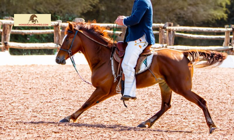 Benefits of Charro Horse Training
