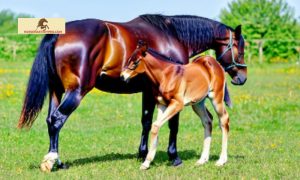 Horse Breeding Quotes: Inspiring the Equestrian Community