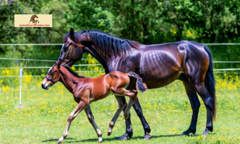 The Significance of Horse Breeding Quotes