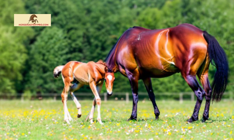 Finding Inspiration: Horse Breeding Quotes from Experts