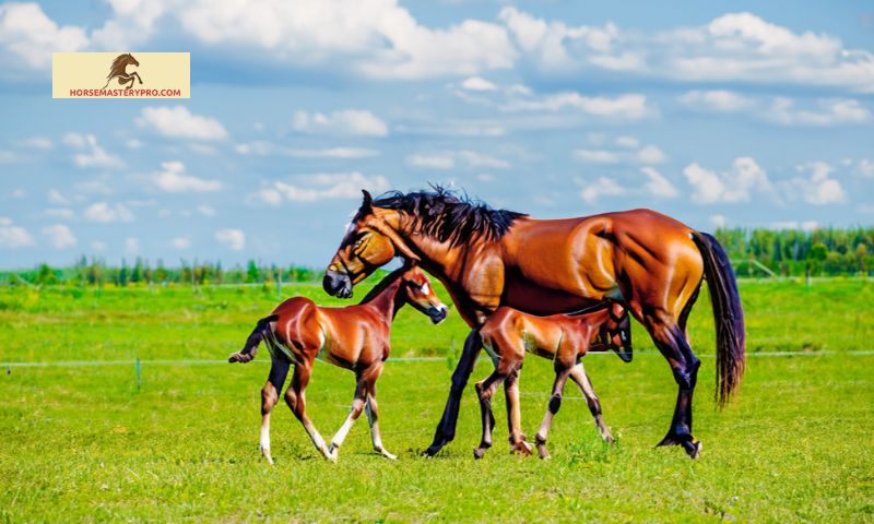 Inspirational Horse Breeding Quotes from Literature and Media