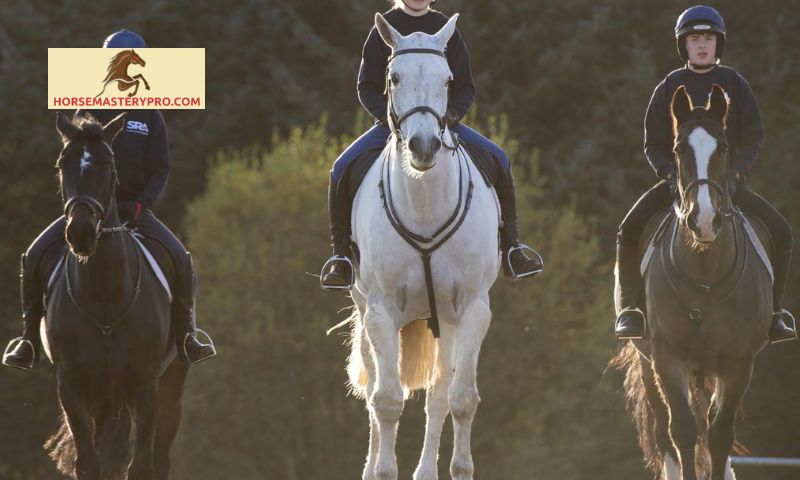 NPA Level 4 Horse Care Training and Education