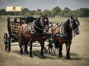 8 Horse Hitch: A Majestic Display of Power and Precision