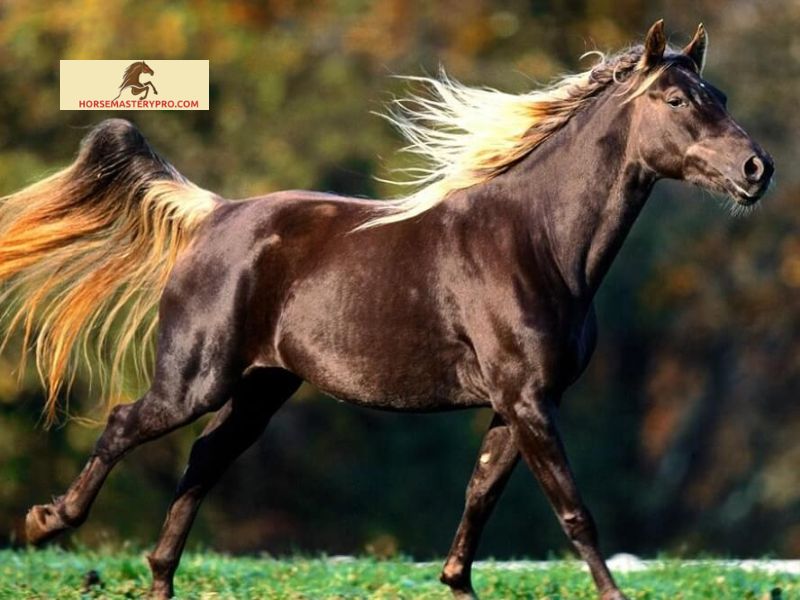 Examples of 8-Letter Horse Breeds