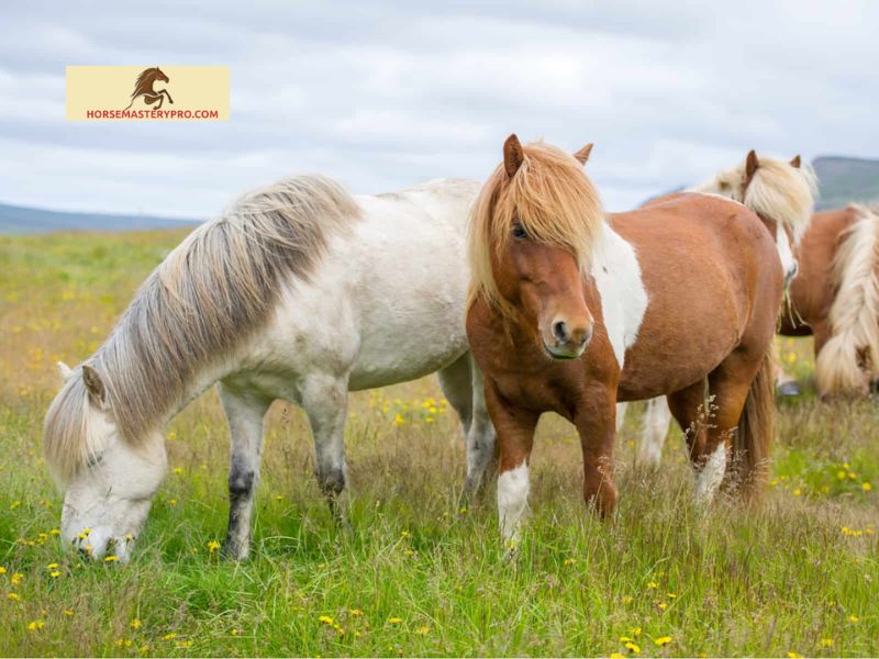 Understanding Large Horse Breeding Small Pony