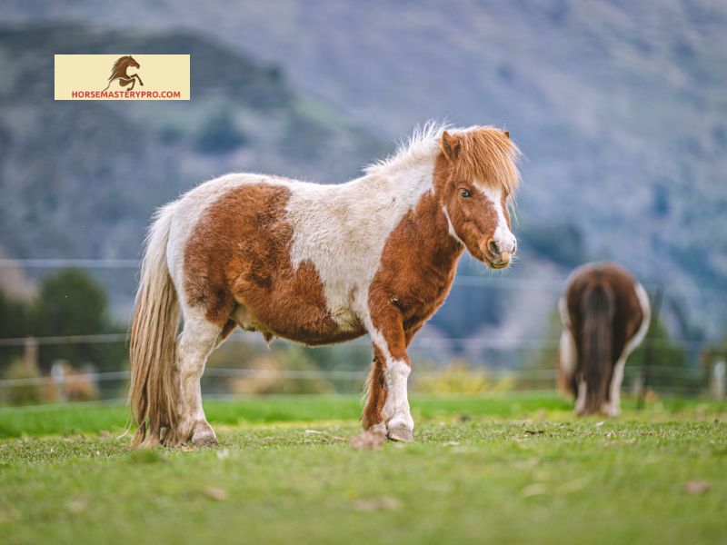 Benefits of Large Horse Breeding Small Pony