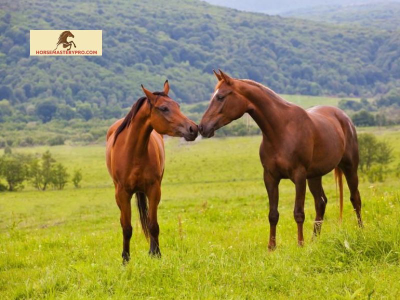 Maintaining the Horse's Health and Well-being