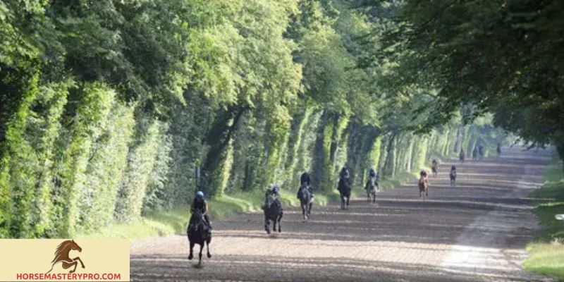 Horse Training Yards in Newmarket: A Haven for Equestrian Enthusiasts