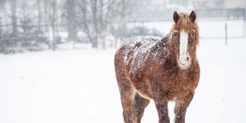 Senior Horse Care in Winter