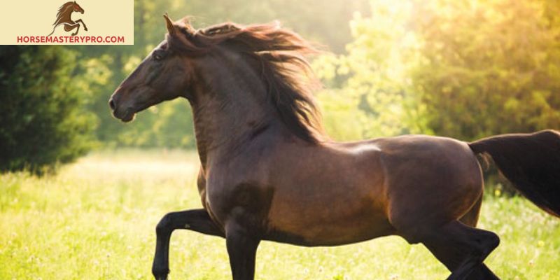 Horse Breeds of Spain