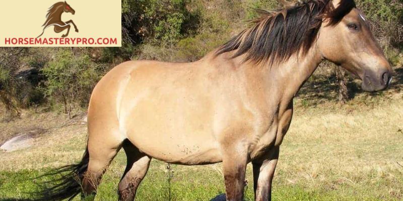Stud Horse Breeding: Unlocking the Power of Equine Genetics