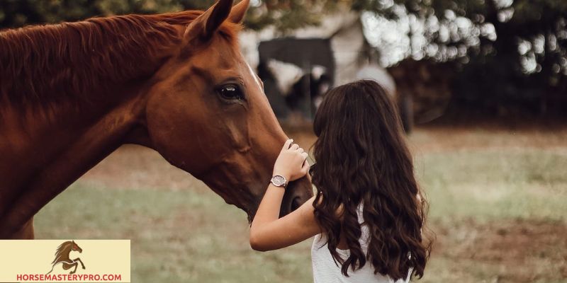 Horse Training for Respect: Building a Bond with Your Equine Companion