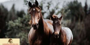 Understanding the Gestation Period in Horses: Essential Guide