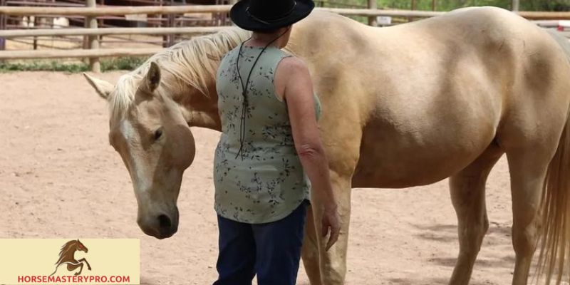 Facts About Horse Training: Unveiling the Secrets of Equine Mastery