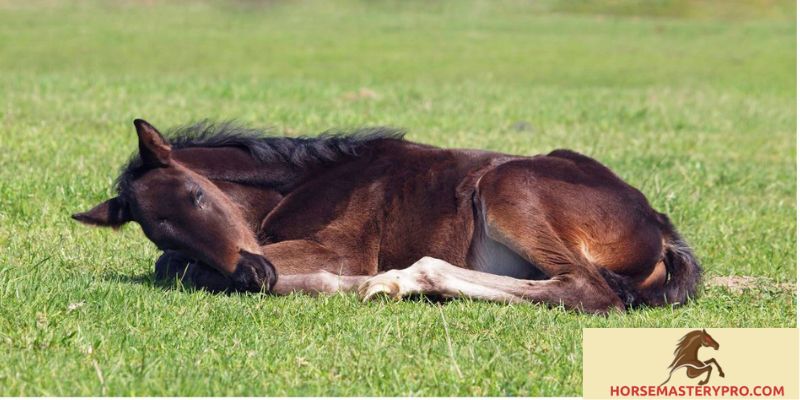 Unveiling the Mystery: How Do a Horse Sleep?